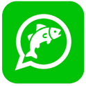 Whatsapp Whatsapp